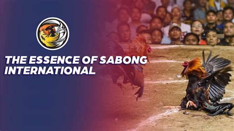 Join the Global Sabong Movement: Discover About Us.